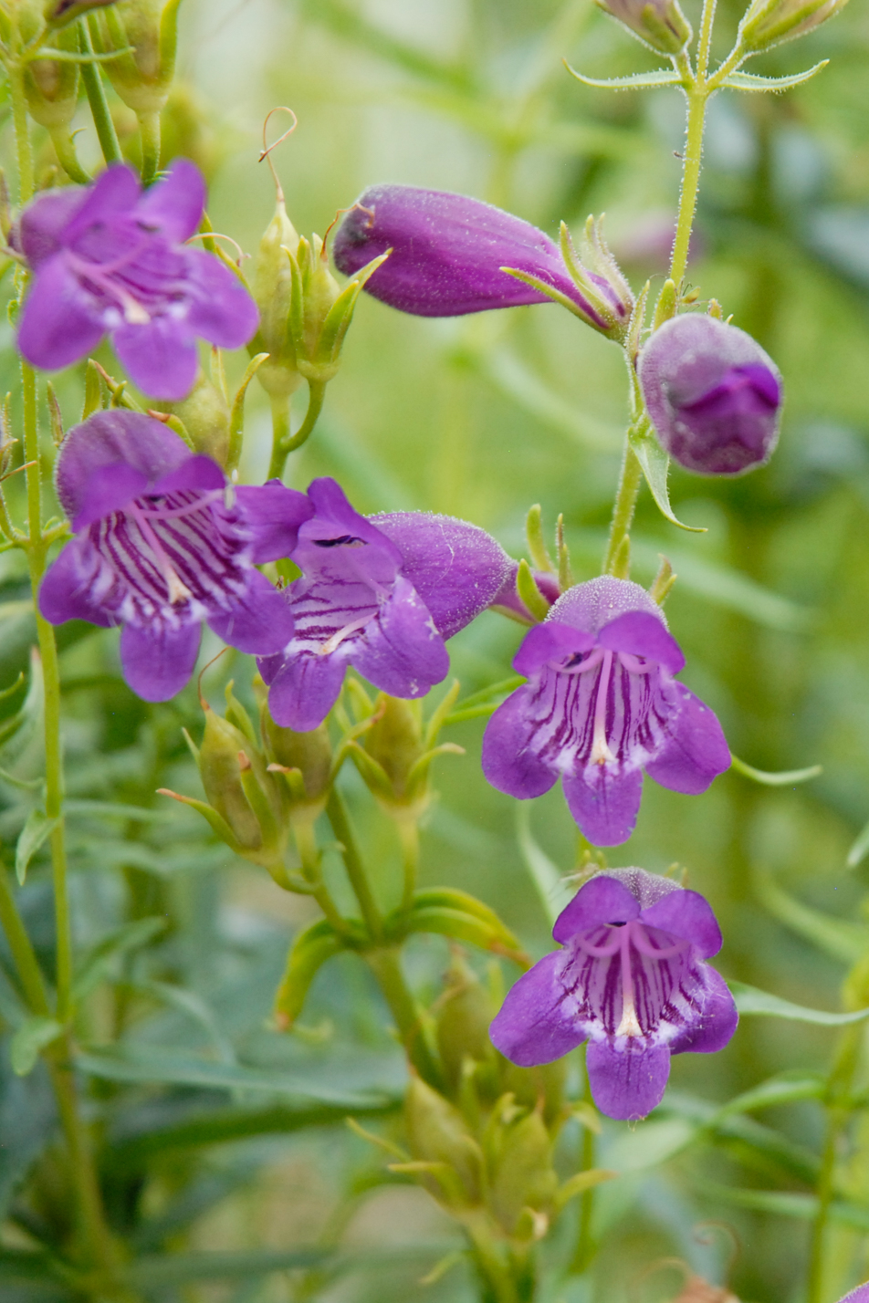 Pikes Peak Purple Penstemon